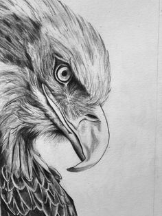 a pencil drawing of an eagle's head