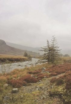 a stream running through a lush green field next to a forest filled with tall pine trees