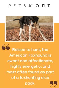 a black and white dog standing on top of a pile of rocks with the caption raised to hunt, the american foxhund is sweet and affectionate, highly energetic, and most often found