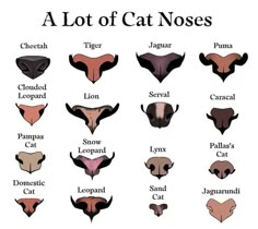 the different types of cats'nose shapes and their names on a white background with black lettering