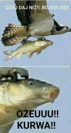 two different pictures of fish in the air with caption that reads, oezu da niz, bojem sie