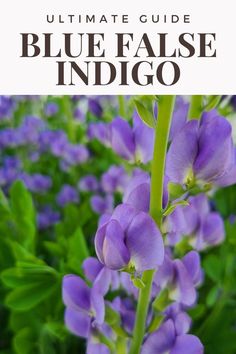 the ultimate guide to blue false indigoo flowers and how to grow them in your garden