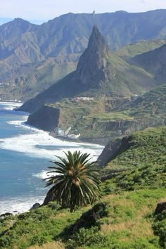 a palm tree sitting on the side of a lush green hillside next to the ocean