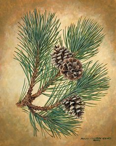 a pine tree branch with cones on it's branches, against a brown background