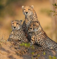 three cheetah sitting on top of a dirt hill