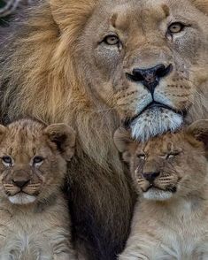 two adult lions and one baby lion standing next to each other