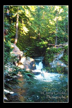 a stream running through a lush green forest