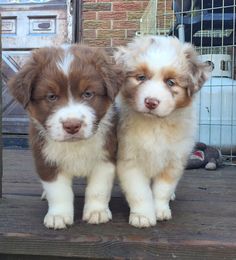 two brown and white puppies standing next to each other