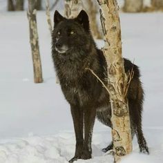 a black wolf standing next to a tree in the snow