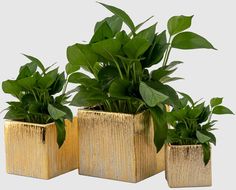 three gold planters with green plants in them