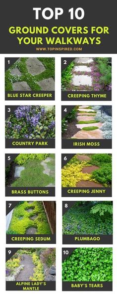 the top 10 ground covers for your walkways