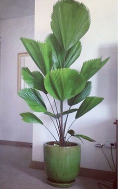 a green potted plant sitting on top of a floor next to a door way