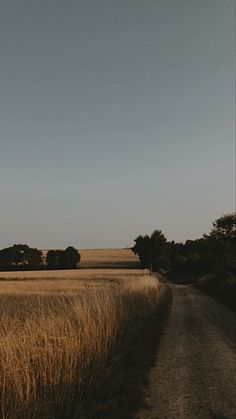 an empty dirt road surrounded by tall grass