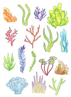 an image of seaweed and corals drawn in colored pencil