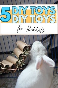 a white rabbit in a cage with text overlay that reads 5 diy toys for rabbits