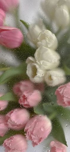 some pink and white flowers are in the rain