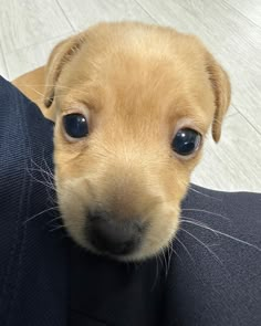 a close up of a small dog with blue eyes