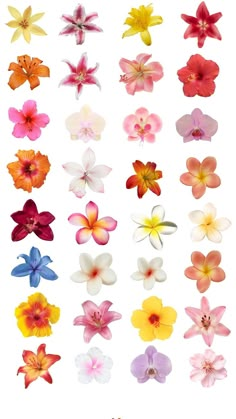 an assortment of different colored flowers on a white background