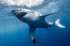 a great white shark swimming in the ocean