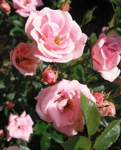 pink roses are blooming in the garden