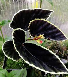 a close up of a plant with large leaves