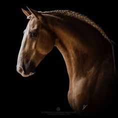 a brown horse with a braided mane standing in the dark, looking straight ahead