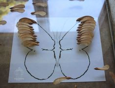 an insect is on display in a glass case with other insects around it, including leaves and twigs