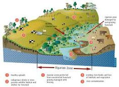 a diagram showing the different types of animals in an area with water, land and trees