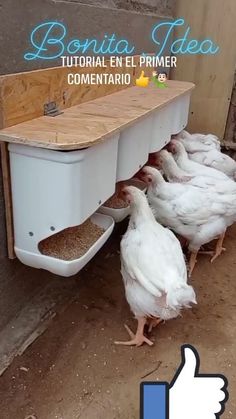 a bunch of chickens are eating out of a bin with the thumbs up sign above them