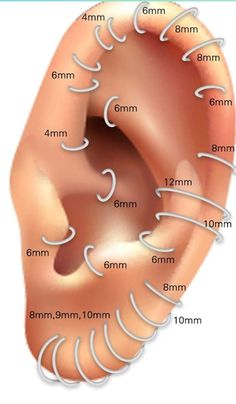 the anatomy of an ear with different types of ears and their corresponding parts to which are labeled