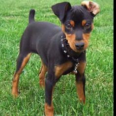 a small black and brown dog standing in the grass