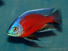 a red and blue fish swimming in an aquarium