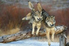 two wolfs are playing on a log in the snow