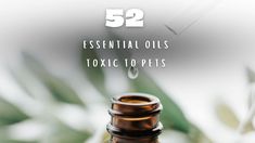 Essential oils are a popular way to provide natural fragrance in your house–but they have to be used with caution in pet households. If you are wondering which essential oils are bad for dogs (and for cats, if you share your home with felines, too), please note that many essential oils can be toxic to … This post first appeared in DogTipper.com. Link to original post: 52 Essential Oils Bad for Dogs Essential Oils And Dogs Toxic, Essential Oils That Are Bad For Dogs, Doterra Oils Safe For Cats, Essential Oils Safe For Dogs And Cats, Essential Oils Harmful To Dogs, Biomedical Science, Sage Essential Oil, Candle Company, Fragrance Diffuser