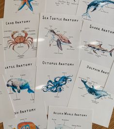 eight cards with sea animals and their names on them, all showing the different types of marine animals