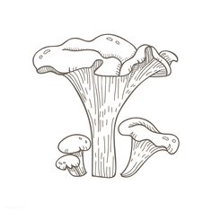 a drawing of mushrooms on a white background