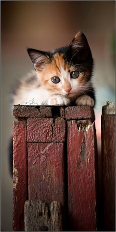 a kitten sitting on top of a wooden fence