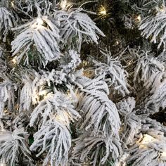 the branches of a tree are covered in snow