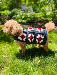 a dog wearing a sweater in the grass