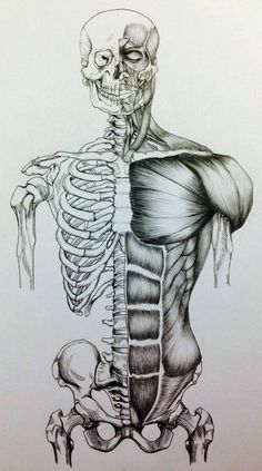 a drawing of a skeleton with muscles and bones on it's chest, showing the upper