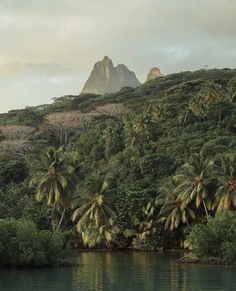 palm trees are growing on the side of a mountain