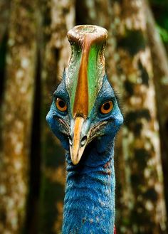 a close up of a bird with a tree in the back ground behind it's head