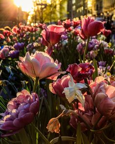 many pink and white flowers in the sun