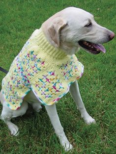 a white dog wearing a yellow sweater sitting on top of a green grass covered field