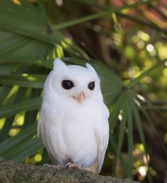 a white owl sitting on top of a rock next to green leaves and trees in the background