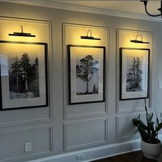 three framed pictures hang on the wall above a potted plant