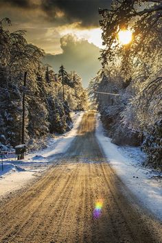 the sun shines brightly through the snow covered trees on a road in the woods