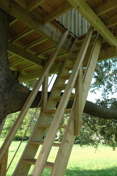 a wooden staircase going up the side of a tree