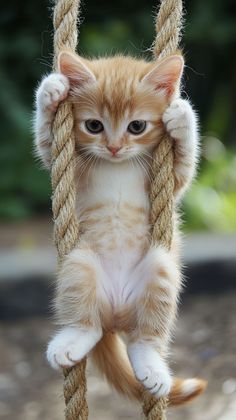 an orange and white kitten sitting on a rope with its paws hanging over it's head