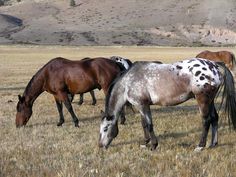 three horses grazing in a field with mountains in the background and brown grass on the ground